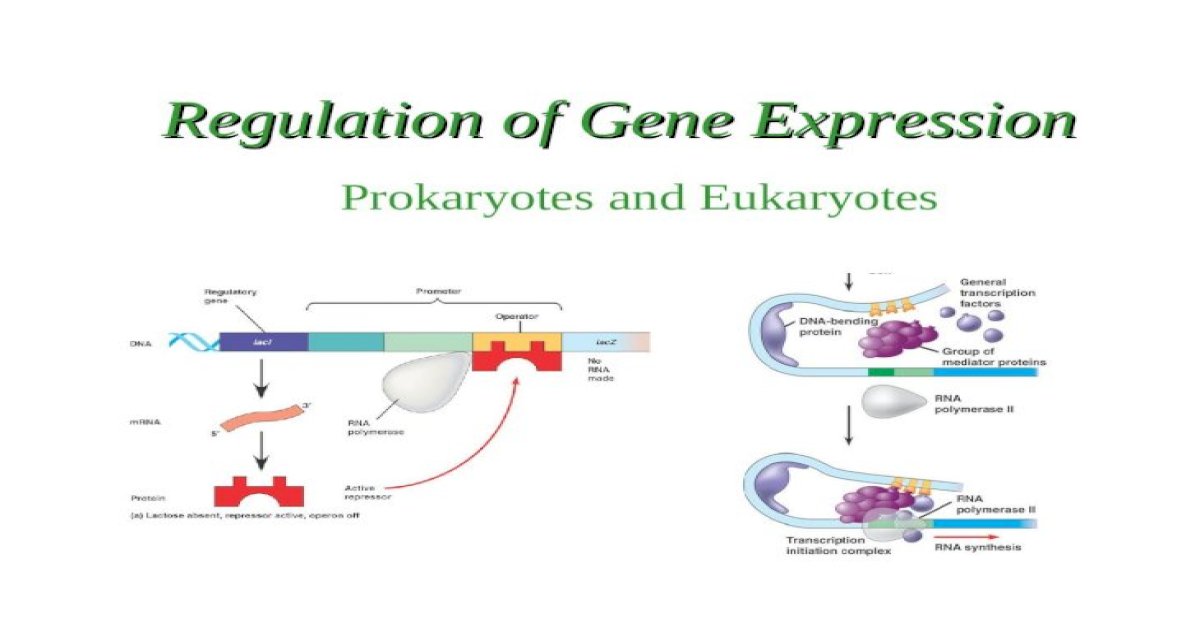 Regulation Of Gene Expression Prokaryotes And Eukaryotes [ppt