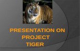 Project Tiger