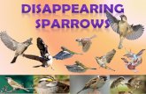 Disappearing Sparrows.