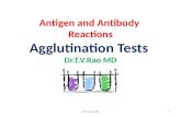 Antigen and Antibody Reactions Agglutination Tests