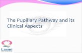 The pupillary pathway and its clinical aspects