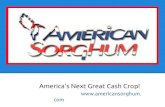 American Sorghum Presentation