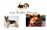 Dog Breed Review