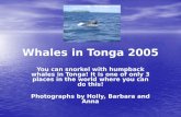 Whales in Tonga 2005