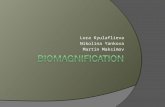 Biomagnification & bioaccumulation_2
