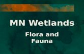 Minnesota wetlands flora & fauna