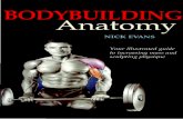 Bodybuilding anatomy