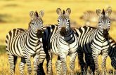 Zebras World