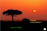 Friends of the World 2: Born FREE – selected images with Matt Monro’s ‘Born free’
