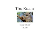 The Koala -  Presentation
