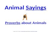 Animal Sayings