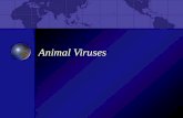 Animal Viruses Powerpoint