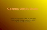 Goanna verses snake