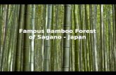 Famous bamboo forest of sagano   japan