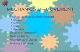 Mechanics of movement of joints