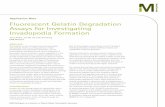 Fluorescent Gelatin Degradation Assays for Investigating Invadopodia Formation