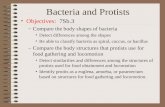Protist and bacteria presentation