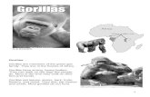 "Gorillas" texto para trabajar la comprensión lectora en inglés