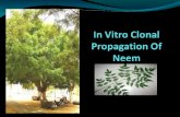 In Vitro Clonal Propagation Of Neem