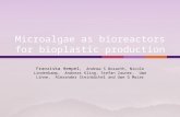 Micro Algae as Bio Reactors for Bio Plastic Production