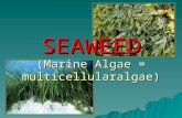 Presentation Mar 410 Seaweed