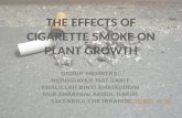 The Effects of Cigarette Smoke on Plant Growth