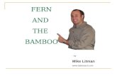 Fern And Bamboo