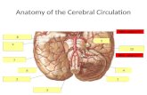 Anatomy of the cerebral circulation Week 5 objective