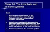 Chapter20 lymphimmunemarieb