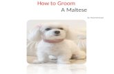 How to groom