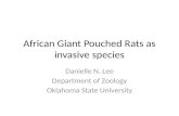 African Giant Pouched Rats as invasive species