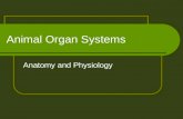 Animal organ systems