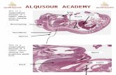 Alqusour Academy Lab Oral Histo