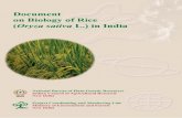 _download_Document on Biology of Rice