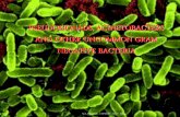 Pseudomonads & Acinetobacters