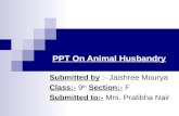 PPT on Animal Husbandry