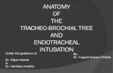 Tracheobronchial Tree