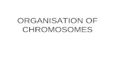 Organisation of Eukaryotic Chromosomes