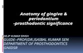 Anatomy of Gingiva and um - Pros Tho Don Tic Significance