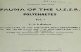 1974 Ushakov Fauna of U.S.S.R Polychaetes Book