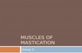 Muscles pf Mastication