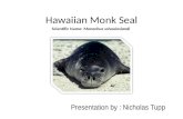 Hawaiian Monk Seal researched by Nicholas Tupp