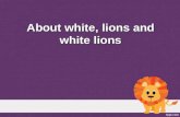 About white, lions and white lions