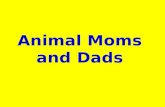 U2animal moms and dads
