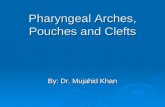 pharynegeal arches