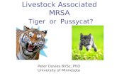 Dr. Peter Davies - Livestock Associated MRSA: Tiger or Pussycat?