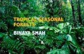 Tropical seasonal forests