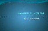 Halophilic vibriosjp