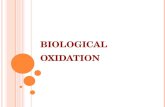 17. biological oxidation