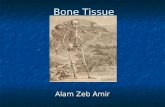 Bone histology  amir